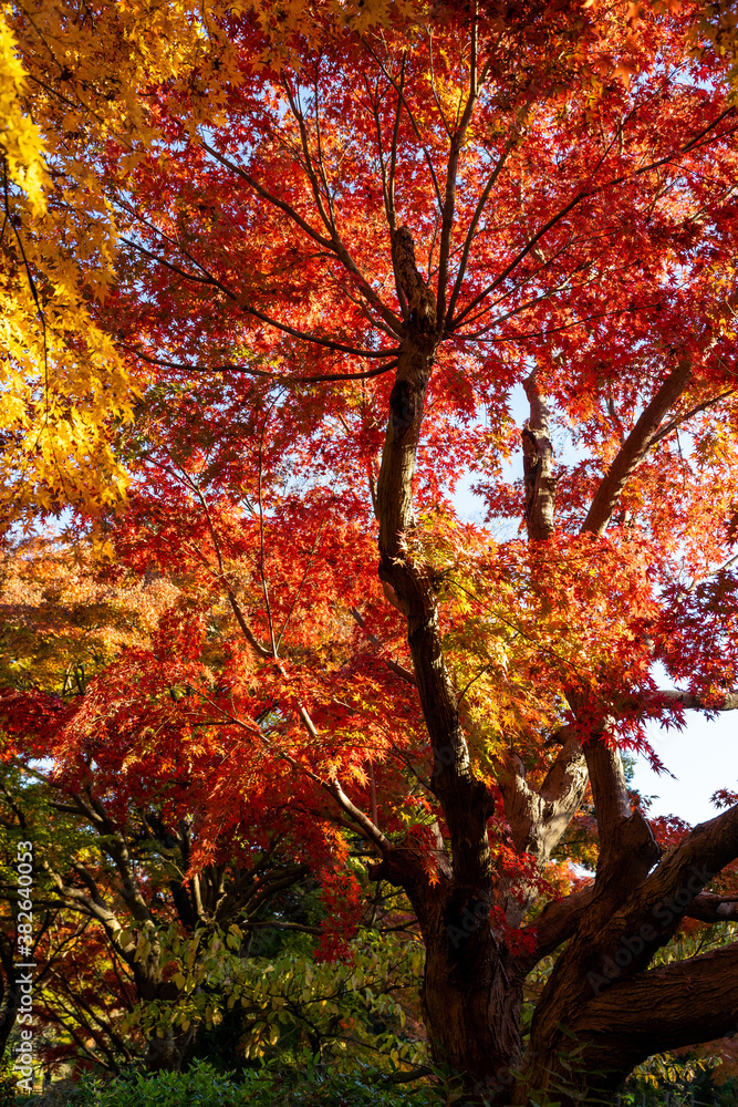 美しいカラフルな紅葉の秋