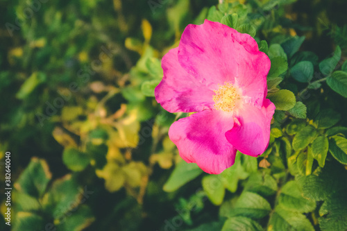 pink flower  in the garden blossom summer  green fresh blooming