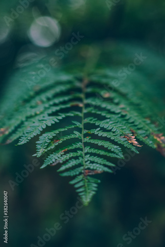 leaf © Piotr