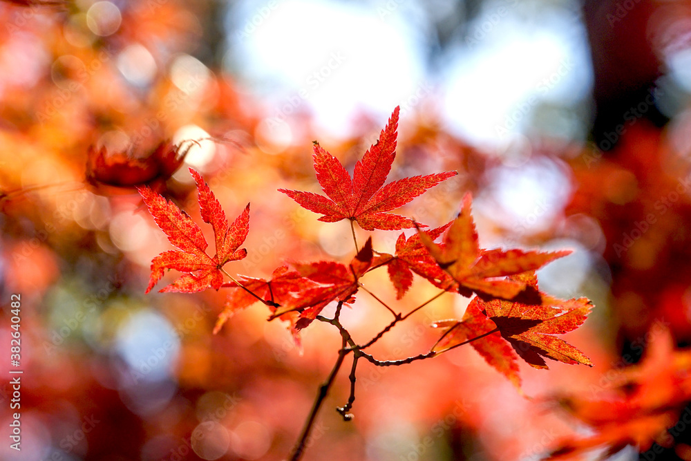 Fototapeta premium 美しいカラフルな紅葉の秋