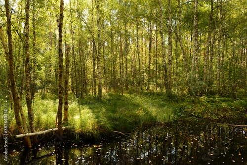 Birch forest in the autumn morning in sunlight with the first fallen leaves in the dark water of the river © yarvin13