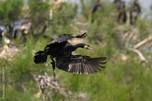 flying Great cormorant / fliegender Kormoran (Phalacrocorax carbo)  photo