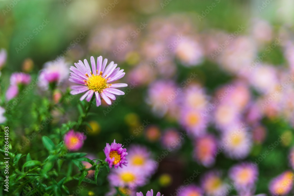 Featherleaf fleabane flower in the garden Featherleaf fleabane flower in the garden