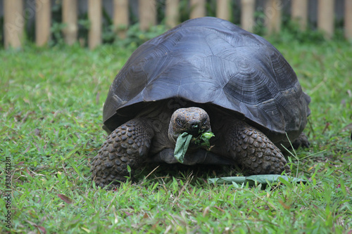 A giant tortoise chewing food on the grass