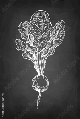 Chalk sketch of radish