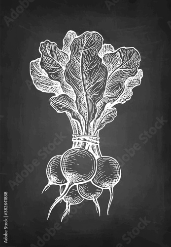 Chalk sketch of radish