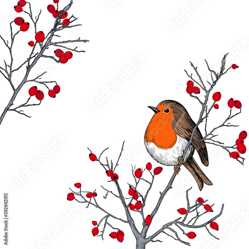 .Robin. Hand-drawn vector background with Robin and branches with berries. Christmas  design illustration.  Engraved style elements . Vintage color sketch.