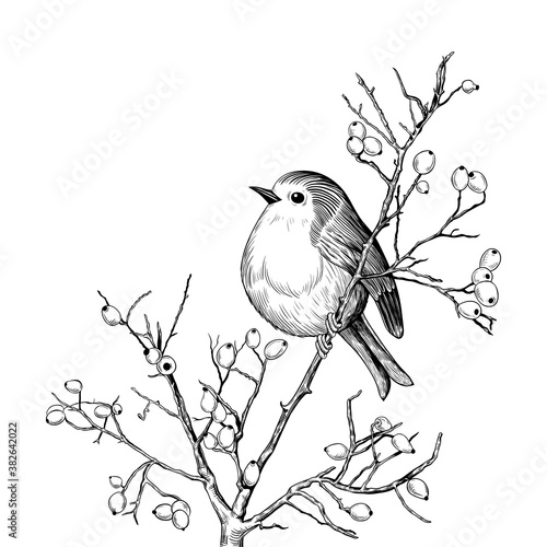 .Robin. Hand-drawn vector background with Robin and branches with berries. Christmas  design illustration.  Engraved style elements . Vintage monochrome sketch.