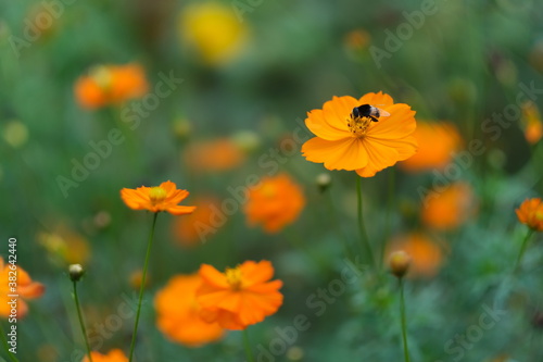 close up one bee on orange color wild flower. soft focus