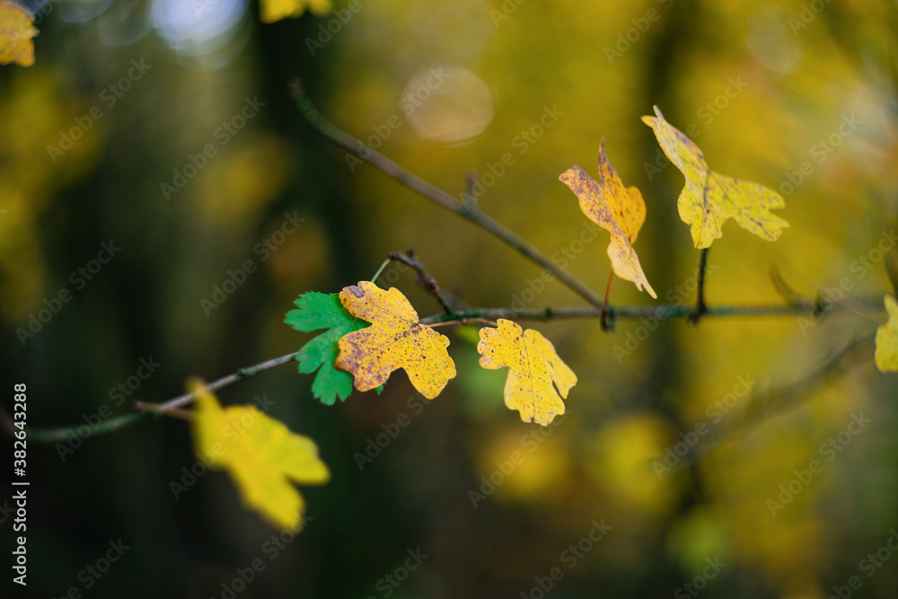 Colorful autumn leaves on a branch Colorful autumn leaves on a branch