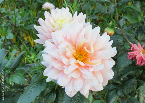 Close up top view of light pink chrysanthemum with yellow pollen