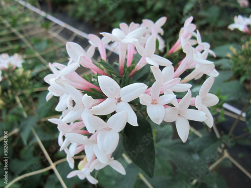 Bouquet of pink jasmine in garden