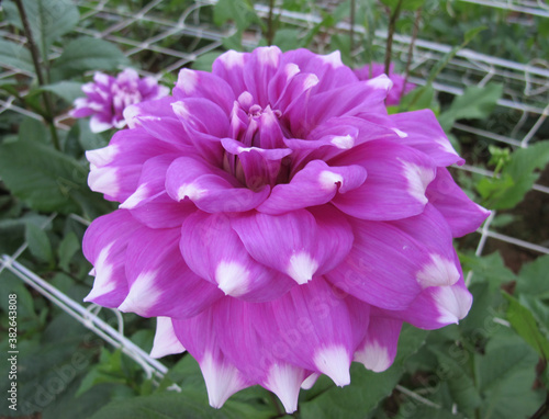 Close up one pink -white petal chrysanthemum in garden