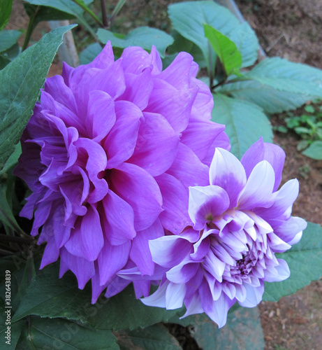 Beautiful purple chrysanthemum with green leaves in nature