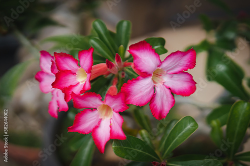 Close up of pink Adenium in the morning garden with the blurred bokeh background of green leaves. Feeling fresh and romantic. Ideas for expressions to give love on special day. There is copy space. © Pang wrp