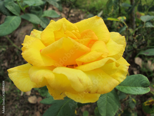Close up yellow rose in garden