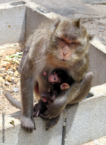  Mother monkey hug her baby in her arm sitting on the block