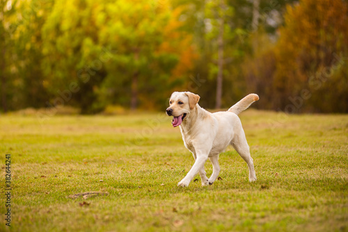 A Labrador dog runs in the autumn forest. Labrador Retriever dog in the fall between leaves.