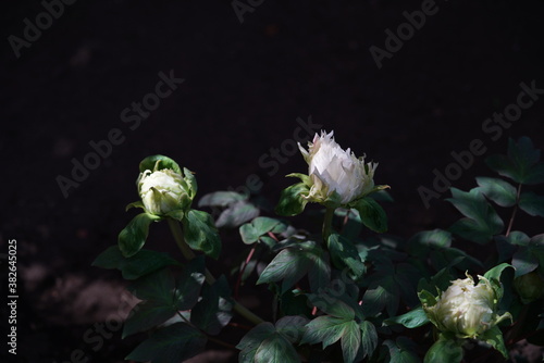 White Flower of Peony in Full Bloom
