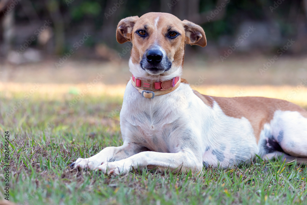 The serious look of a spotted female dog lying on the lawn of the garden at dusk. Brown eyes and pink collar. Animal world. Pet lover. Animals defender. Dog lover.