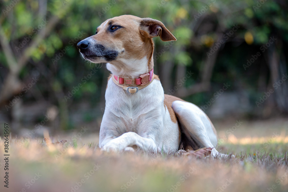 A white and brown spotted female dog resting on the park lawn at sunset. Brown eyes and pink collar. Animal world. Pet lover. Animals defender. Dog love A white and brown spotted female dog resting on the park lawn at sunset. Brown eyes and pink collar. Animal world. Pet lover. Animals defender. Dog love