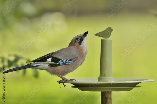 Photography beautiful Eurasian jay sitting on the bird drinker