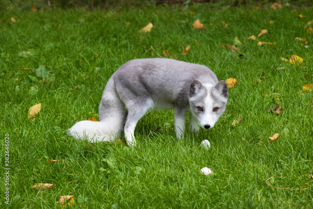 Arctic fox playing on green grass Arctic fox playing on green grass