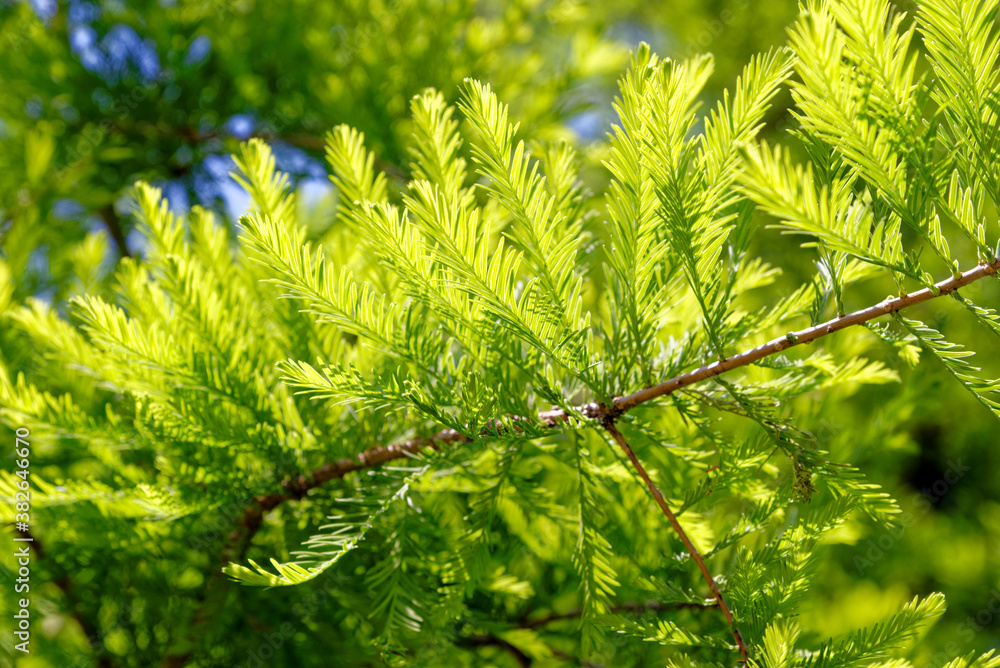 Close-up of Bald Cypress leaves (Taxodium distichum) Close-up of Bald Cypress leaves (Taxodium distichum)
