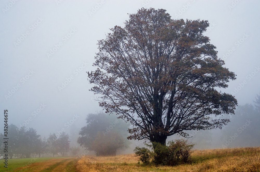 Fototapeta premium Fog in the autumn forest