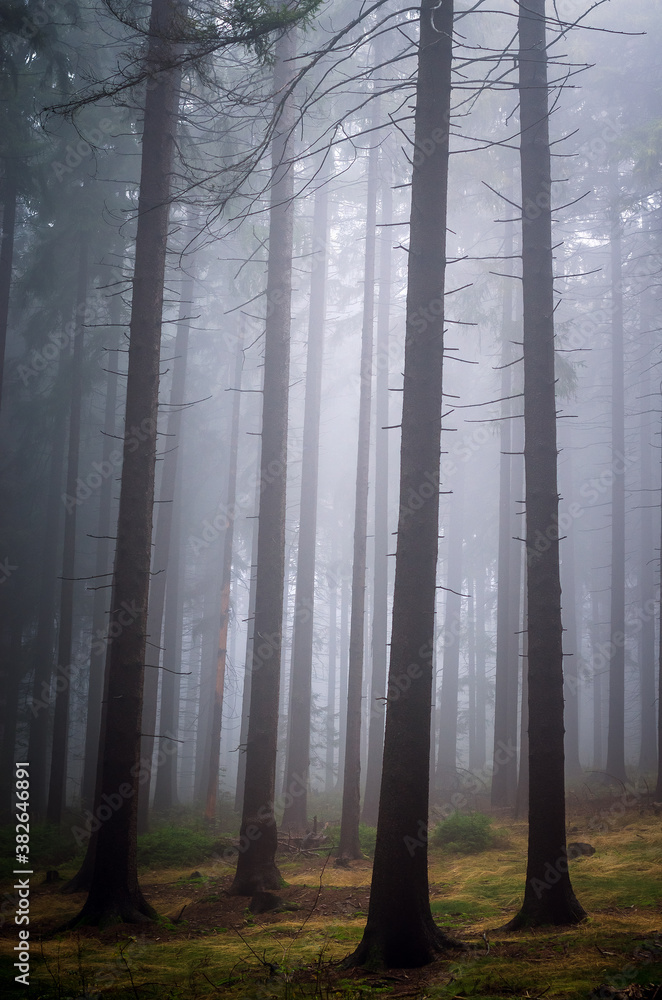 Beautiful nature: fog in the autumn forest Beautiful nature: fog in the autumn forest