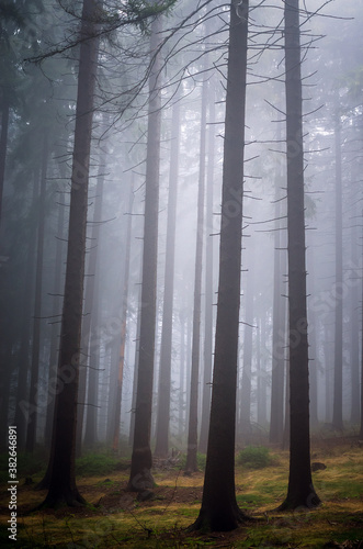Beautiful nature: fog in the autumn forest