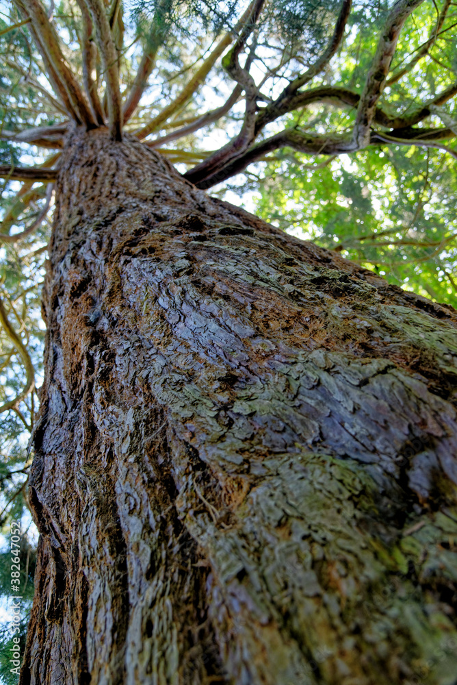 Giant Redwood, or Sequoia, Sequoiadendron giganteum Giant Redwood, or Sequoia, Sequoiadendron giganteum