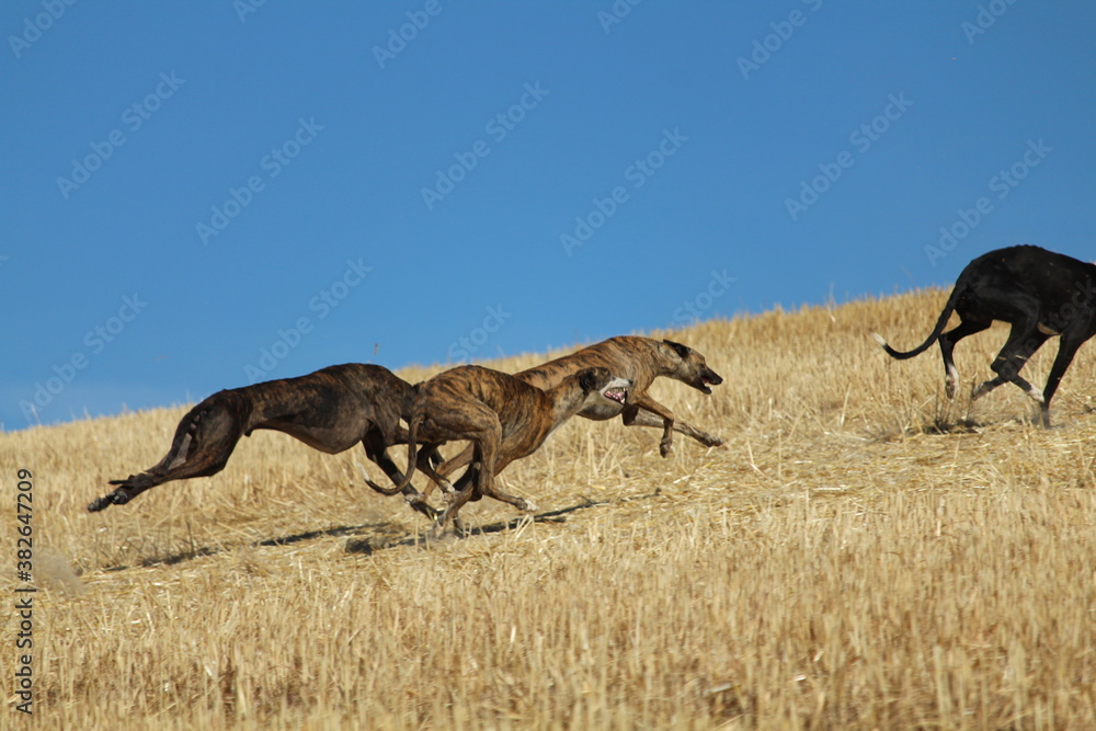 Fototapeta premium Spanish greyhound in mechanical hare race in the countryside