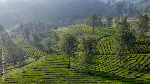 Aerial view of green tea plantation at Ranca Cangkuang, Bandung, Indonesia