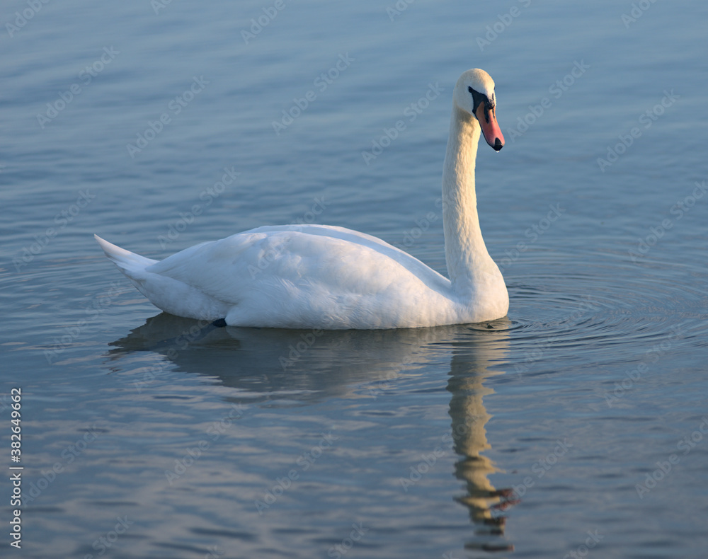 Swan4