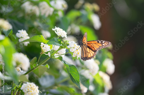 Mariposa Monarca  en la naturaleza