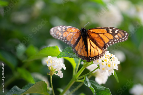Mariposa Monarca  en la naturaleza