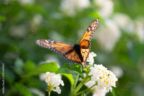 Mariposa Monarca  en la naturaleza