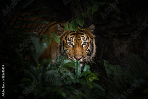 Photos Close up view of a Siberian tiger (Panthera tigris altaica)