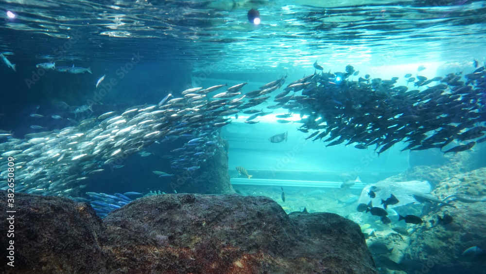 Fototapeta premium school of fish in a saltwater aquarium