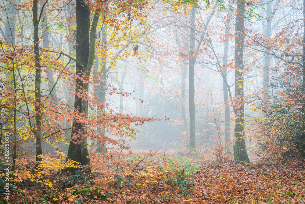 Au milieu de la foret en automne Au milieu de la foret en automne