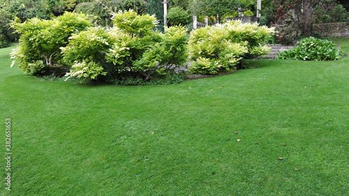 Fototapeta Naklejka Na Ścianę i Meble -  garden grass lawn