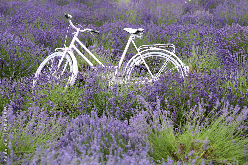 Poster Lavender flower blooming scented field with white vintage