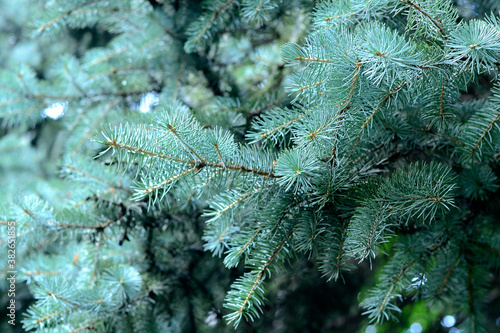 Blue spruce closeup. Azure needles glisten in the sun. Background with tree branches.