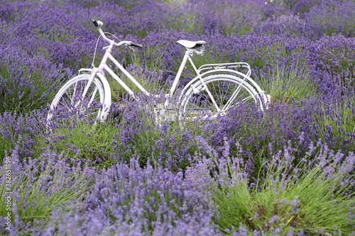 Photo Lavender flower blooming scented field with white vintage bicycle