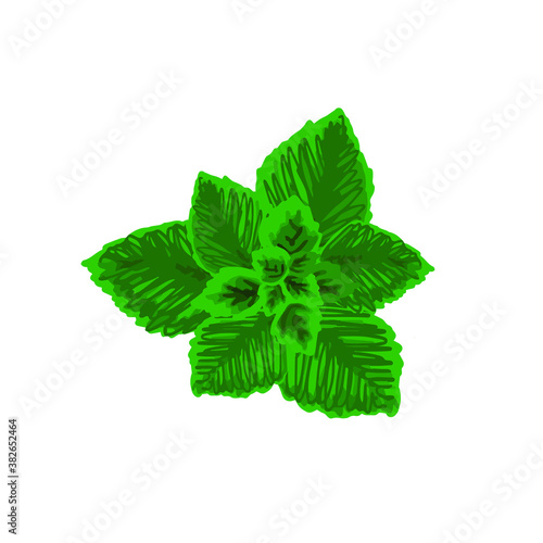 Mint plant, fresh herbs for dishes in vector illustration isolated on white background