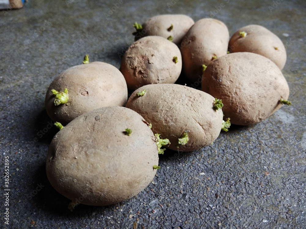 The potato is a root vegetable native to the Americas, a starchy tuber