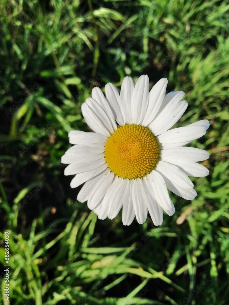 Fototapeta premium chamomile in the grass