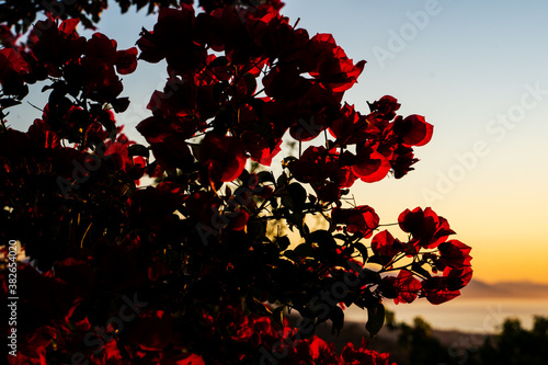 Fiori e contrasti photo