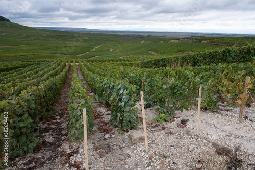 Landscape with green grand cru vineyards near Epernay, region Champagne, France in rainy day. Cultivation of white chardonnay wine grape on chalky soils of Cote des Blancs. photo